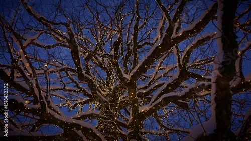 A Majestic SnowCovered Tree Stands Beautifully Against the Dark Sky at Nighttime