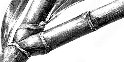 Engraved sugarcane stalk illustration in black and white for botanical design