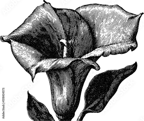 Engraved botanical illustration of tropical flower for nature design