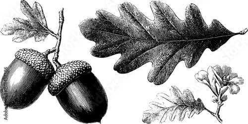 Vintage botanical illustration of acorn and oak leaf set for nature-inspired designs