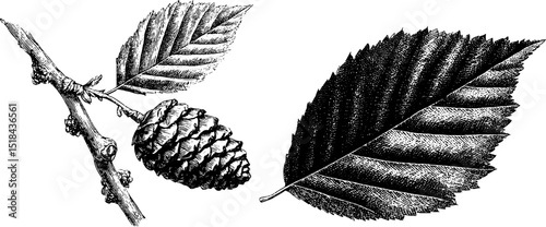 Vintage botanical engraving of alder cone and leaf for nature designs