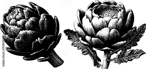 Engraved artichoke heart illustration set for botanical design and decor
