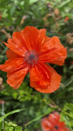 video wallpaper for phone with orange poppy flower on green grass background , orange flower in the garden