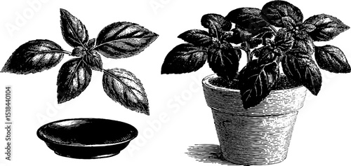 Engraved illustration of fresh basil leaves and potted plant for kitchen decor