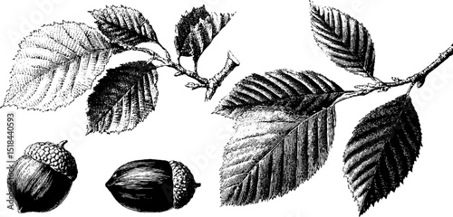 Detailed botanical engraving of beech tree branches and acorns for nature design