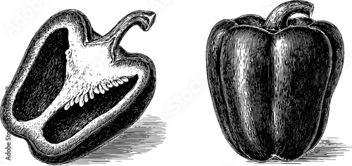 Engraved bell pepper slice and whole pepper illustration for culinary design