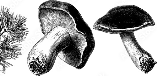 Detailed engravings of boletus mushrooms with botanical design
