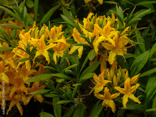 Rhododendron luteum, the yellow azalea or honeysuckle azalea, is a species of flowering plant in the heath family Ericaceae