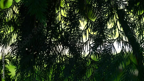 Close-up of dense conifer foliage in natural light.