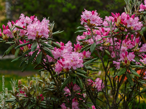Rhododendron smirnovii ( lat. Rhododendron smirnówii ) is an evergreen shrub, a species of the genus Rhododendron ( Rhododendron 