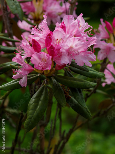 Rhododendron smirnovii ( lat. Rhododendron smirnówii ) is an evergreen shrub, a species of the genus Rhododendron ( Rhododendron 