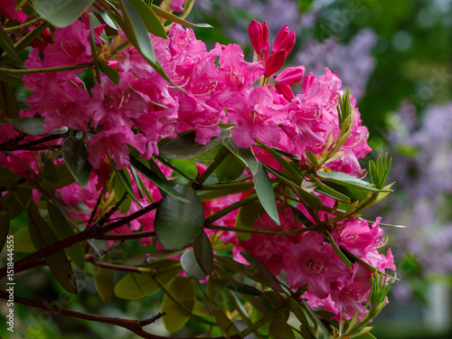 Roseum Elegans Rhododendron blooms in spring garden