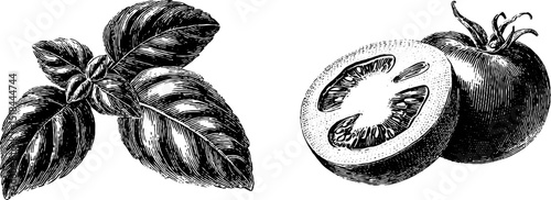 Engraved illustration of caprese salad ingredients with tomato and basil