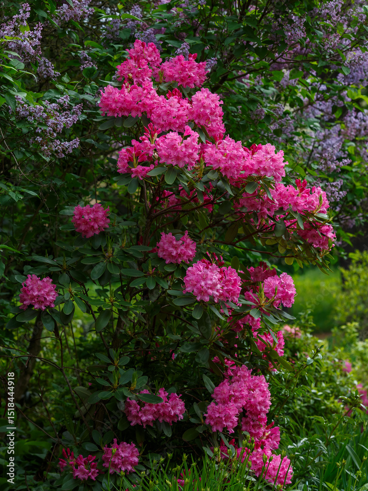 Obraz premium Roseum Elegans Rhododendron blooms in spring garden