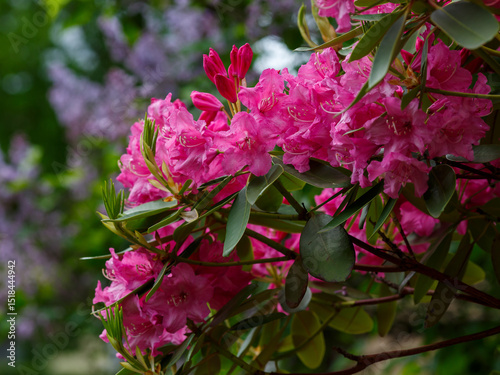 Roseum Elegans Rhododendron blooms in spring garden