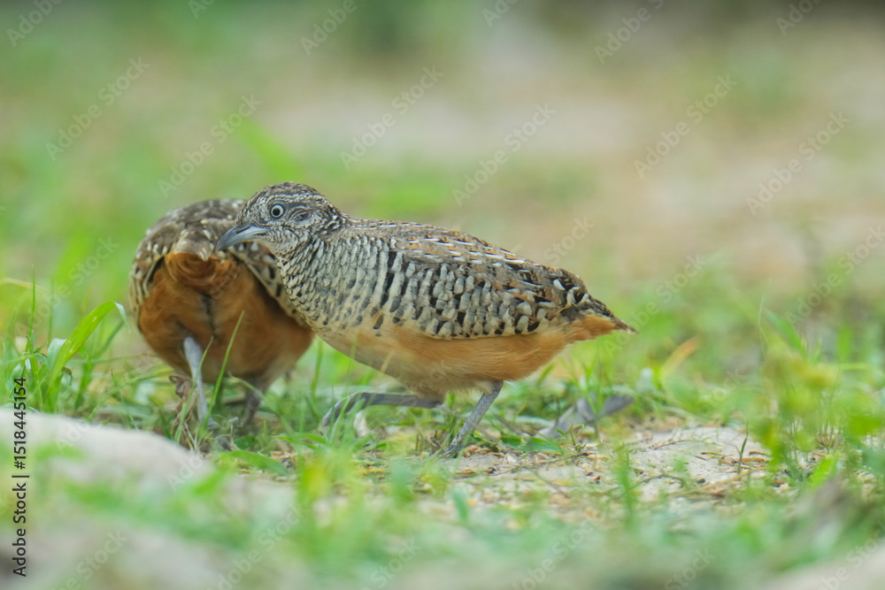 Obraz premium King quail, Blue-breasted quail, Asian blue quail, (Excalfactoria chinensis) female bird watching in the forest.