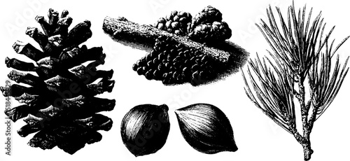 Engraved botanical illustration of cedar cone and cedar elements for natural design