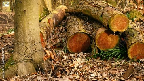 Log lumber stored in English forest