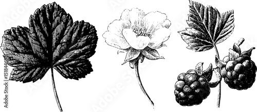 Detailed botanical engraving of cloudberry plant parts