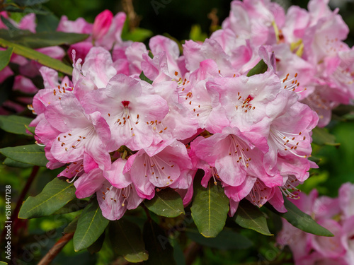 Rhododendron 'Helsinki University' is a variety of evergreen rhododendrons of hybrid origin from the Finnish series of varieties with high winter hardiness