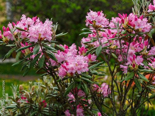 Rhododendron 'Helsinki University' is a variety of evergreen rhododendrons of hybrid origin from the Finnish series of varieties with high winter hardiness