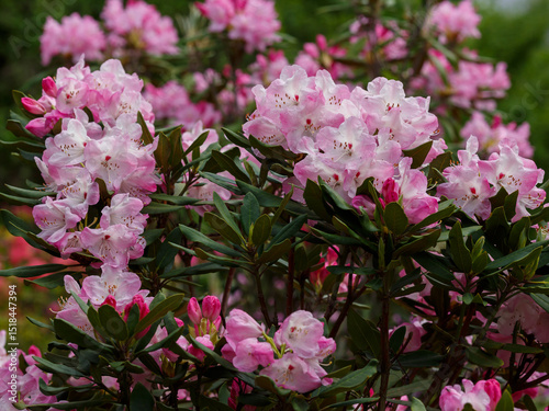 Rhododendron 'Helsinki University' is a variety of evergreen rhododendrons of hybrid origin from the Finnish series of varieties with high winter hardiness