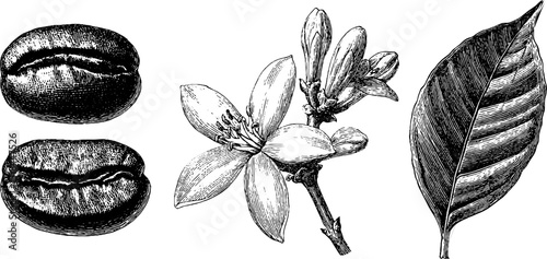 Engraved coffee illustration set featuring beans, blossoms, and leaves for artistic design