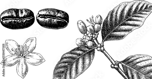 Detailed engraved illustration of coffee beans, flowers, and branch for design and prints
