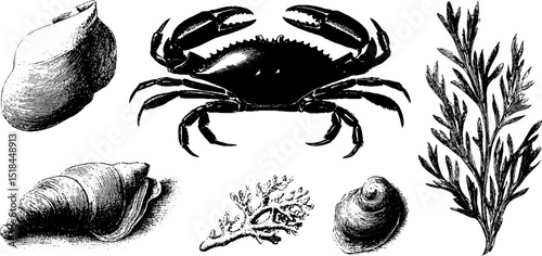 Engraved marine life illustration featuring crab claws and seaweed elements