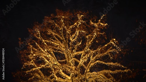 An Illuminated Tree Beautifully Stands Out Against the Dark Night Sky, Creating a Stunning Scene
