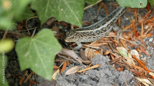 Small lizard camouflaged among dried leaves and vegetation.