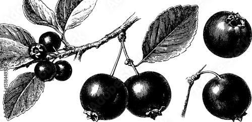 Detailed engraved botanical illustration set of cranberries with leaves and branches