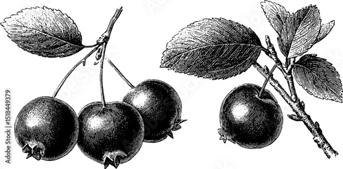 Engraved botanical illustration of cranberries with leaves for design and print