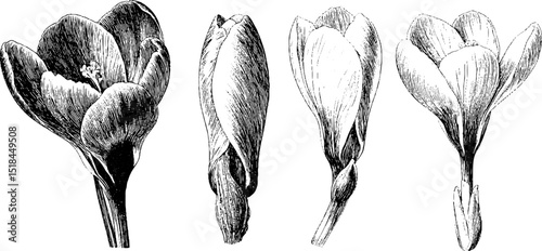 Engraved botanical art with crocus buds and blossoms for nature design