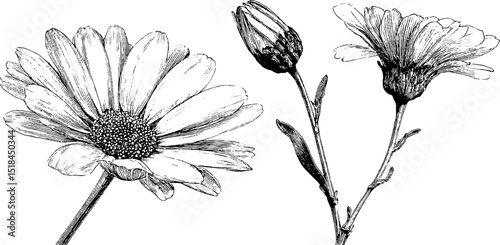 Engraved illustration of daisy buds and blooming flowers for botanical design