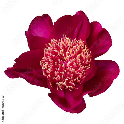 Close-Up of a Vibrant Dark Pink Peony in Full Bloom Isolated on Transparent