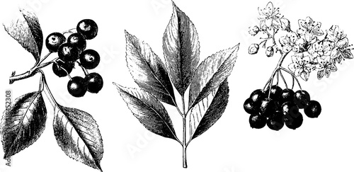 Detailed engraved illustration set of elder tree and berry clusters for botanical design
