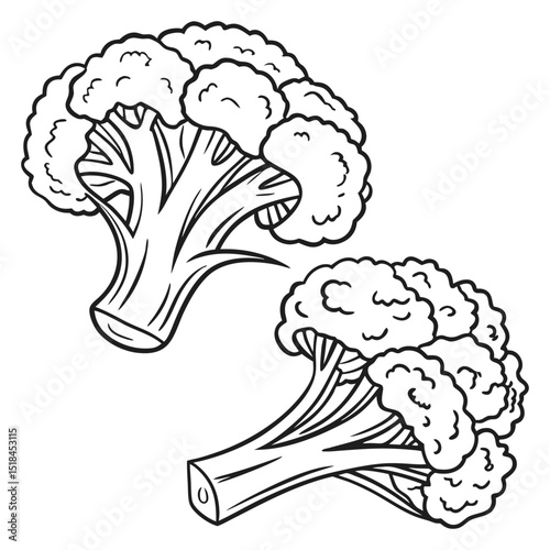 Clean broccoli floret illustration, perfect for nutritional content, food blogs, and organic food branding.