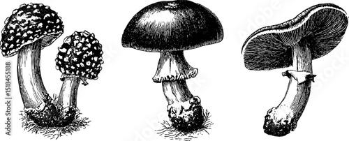 Detailed engraved illustrations of fly agaric and small mushrooms for botanical study and art design