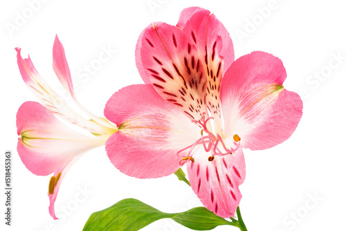 red alstroemeria flower isolated on white background