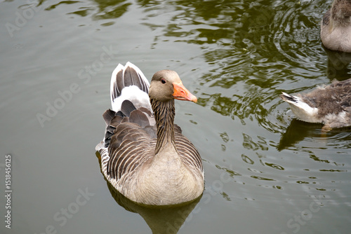 A duck gently floats on the water’s surface, creating soft ripples in a calm, natural setting.

