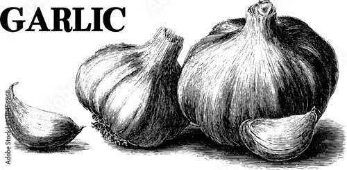 Engraved illustration set of garlic bulbs and cloves for culinary design and education