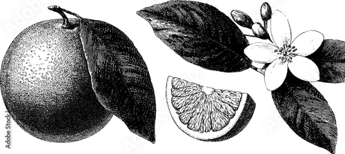 Detailed black and white engraved grapefruit illustration set with leaves and blossom
