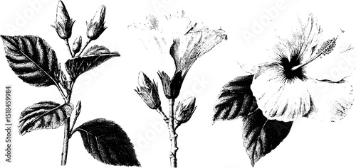 Engraved botanical illustration of hibiscus buds and bloom for artistic design