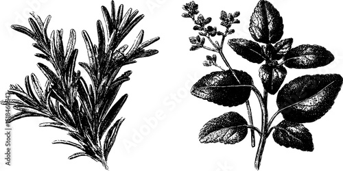Engraved botanical illustration of italian herbs rosemary and basil for natural design