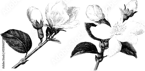 Engraved botanical illustration set featuring jasmine bud and open bloom for print and design