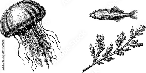 Vintage engraving of jellyfish bell with seaweed and fish - aquatic nature design for marine themes