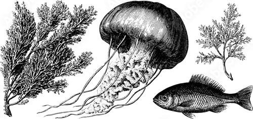 Engraved marine life illustration featuring jellyfish, seaweed, and fish for artistic design
