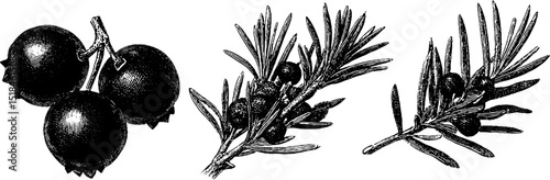Engraved botanical illustration of juniper berry set for herbal design