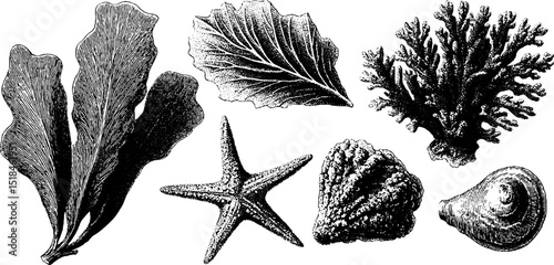 Engraved nautical illustration set featuring kelp leaves, starfish, and seashells for marine design